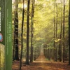 Puzzle Caminho Florestal