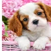 Puzzle Diamant painting: Cachorrinho em cesta rosa 30x40cm
