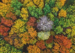 Puzzle Dzembronya