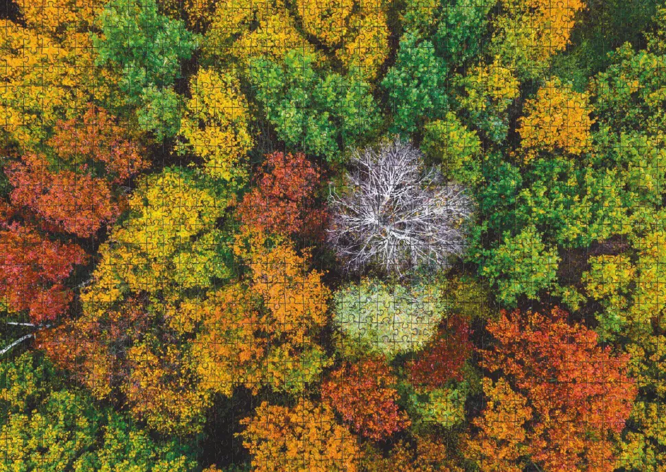 Puzzle Dzembronya