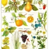 Puzzle Ilustração de Larousse Medical Illustré : Plantas adstringentes e aperitivas