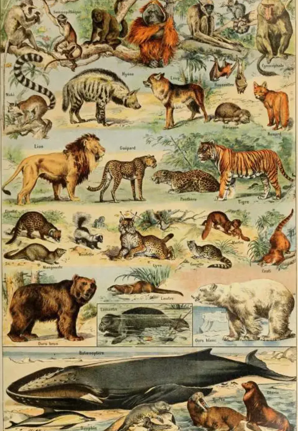 Puzzle Ilustração de Larousse pour Tous: Mamíferos