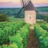Puzzle Moulin Sorine - Vignoble de Santenay - Borgonha