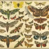 Puzzle Natureza vintage