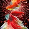 Puzzle Pintura Diamant: Peixe vermelho 30x40cm