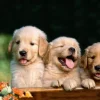 Puzzle Pintura Diamant: Um lindo trio 30x40cm
