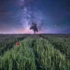 Puzzle Poder da Natureza: Céu noturno sobre um milharal
