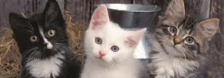 Puzzle Três gatinhos